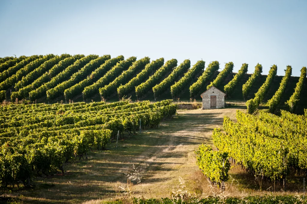 Vignoble de Saint-Pourçain